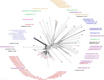 Striking variation in chromosome structure within Musa acuminata subspecies, diploid cultivars, and F1 diploid hybrids